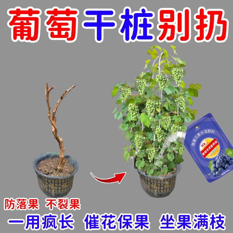 光杆急救】葡萄专用营养液挂果增甜膨果补充营养促生长专用液体肥 图片 4