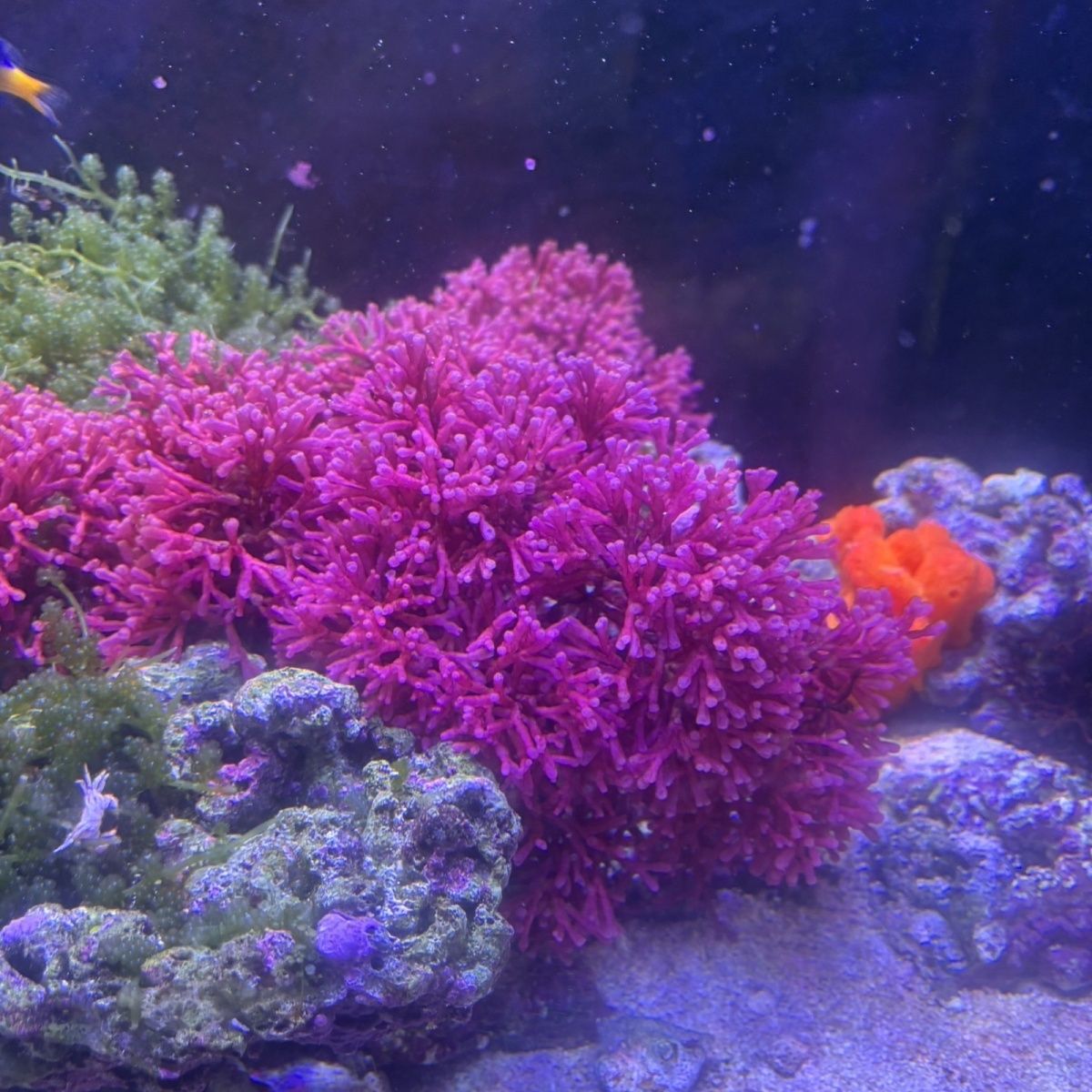 造景红竹节藻 海水高等藻原生缸热门红藻 新手好养 降NP