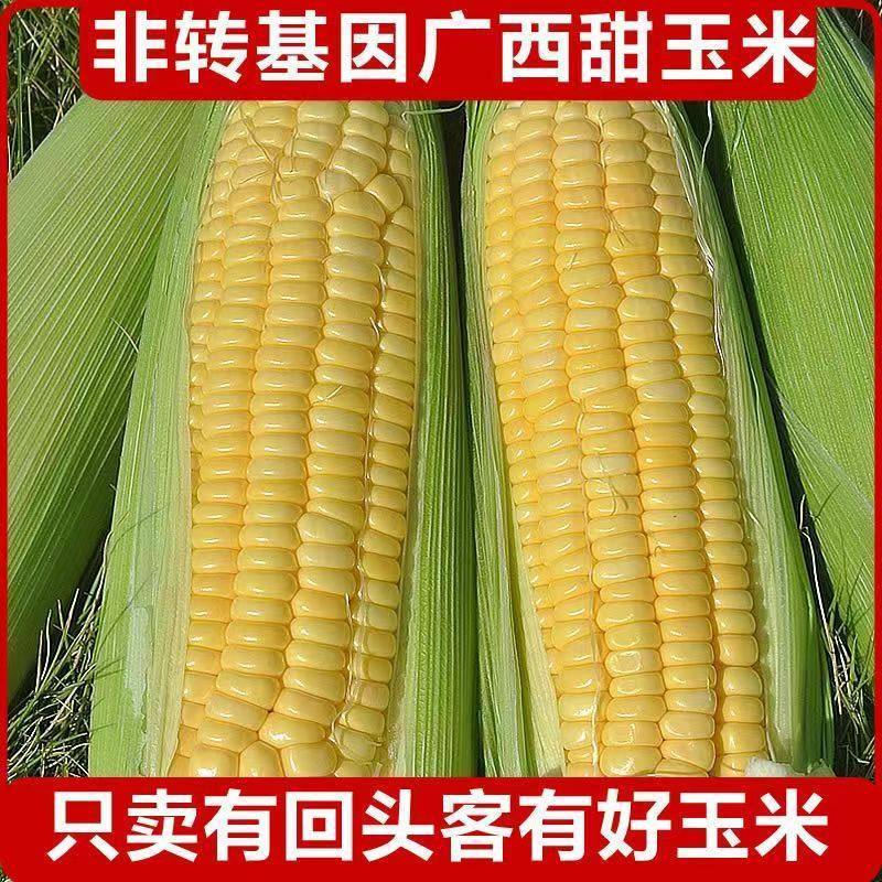 广西黄金水果甜玉米新鲜现摘脆甜爆浆广西带皮苞谷玉米棒子