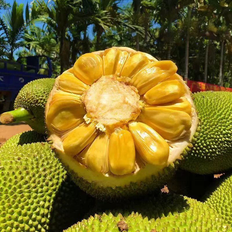 【低价】正宗海南三亚菠萝蜜黄肉木菠萝当季新鲜水果批发一整个卖 图片 6