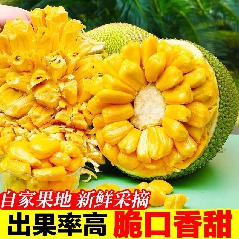 【低价】正宗海南三亚菠萝蜜黄肉木菠萝当季新鲜水果批发一整个卖 图片 4