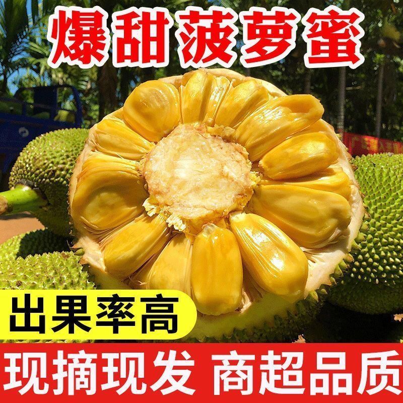 低价正宗海南三亚菠萝蜜黄肉木菠萝当季新鲜水果批发一整个卖