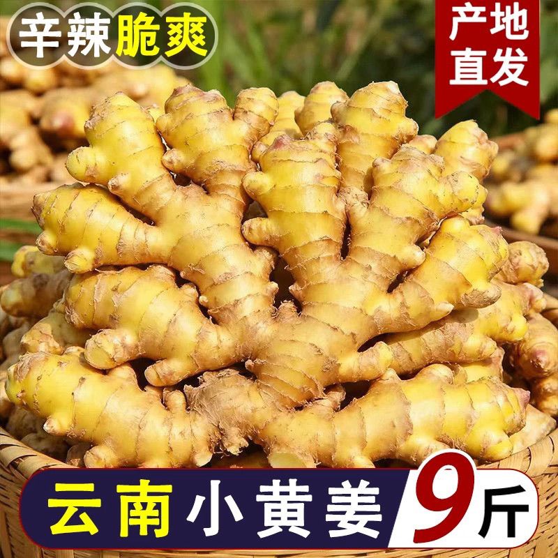 正宗高原小黄姜农家生姜月子自种辛辣大块新鲜蔬菜老姜精选整姜品
