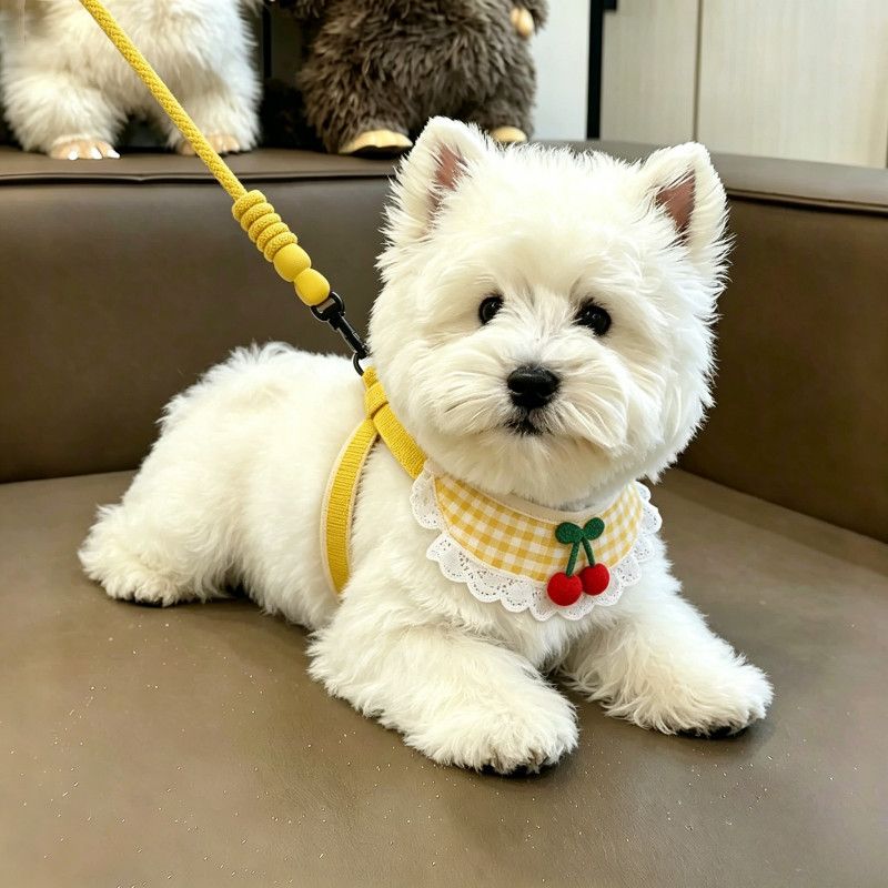 小狗狗牵引绳不勒胸小型幼犬博美泰迪比熊胸背带狗链子围脖遛狗绳