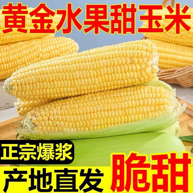 广西现摘新鲜玉米太阳花水果玉米脆甜爆浆现摘产地直发批发 图片 3