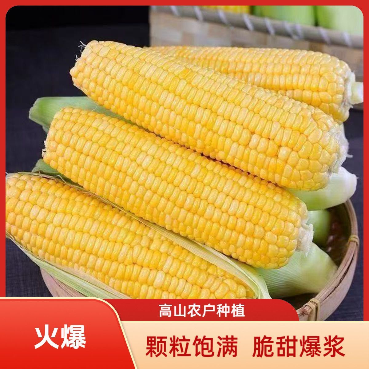 广西现摘新鲜玉米太阳花水果玉米脆甜爆浆现摘产地直发批发 图片 2