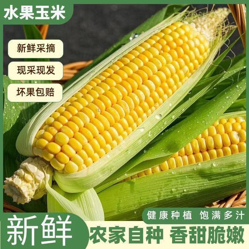 广西现摘新鲜玉米太阳花水果玉米脆甜爆浆现摘产地直发批发