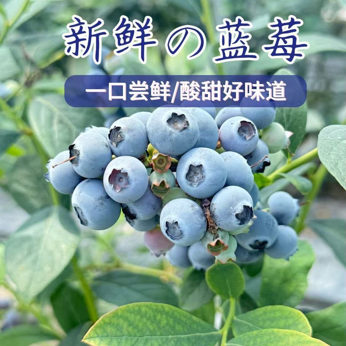 JD速运蓝莓鲜果酸甜孕妇宝宝果现摘蓝莓酸甜产地直发酸甜