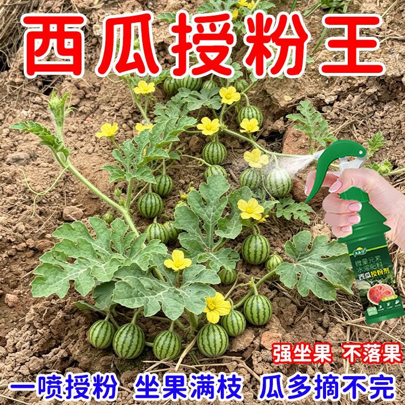 西瓜授粉专用药西瓜点花药免人工授粉全株喷雾增花保花强座果增产