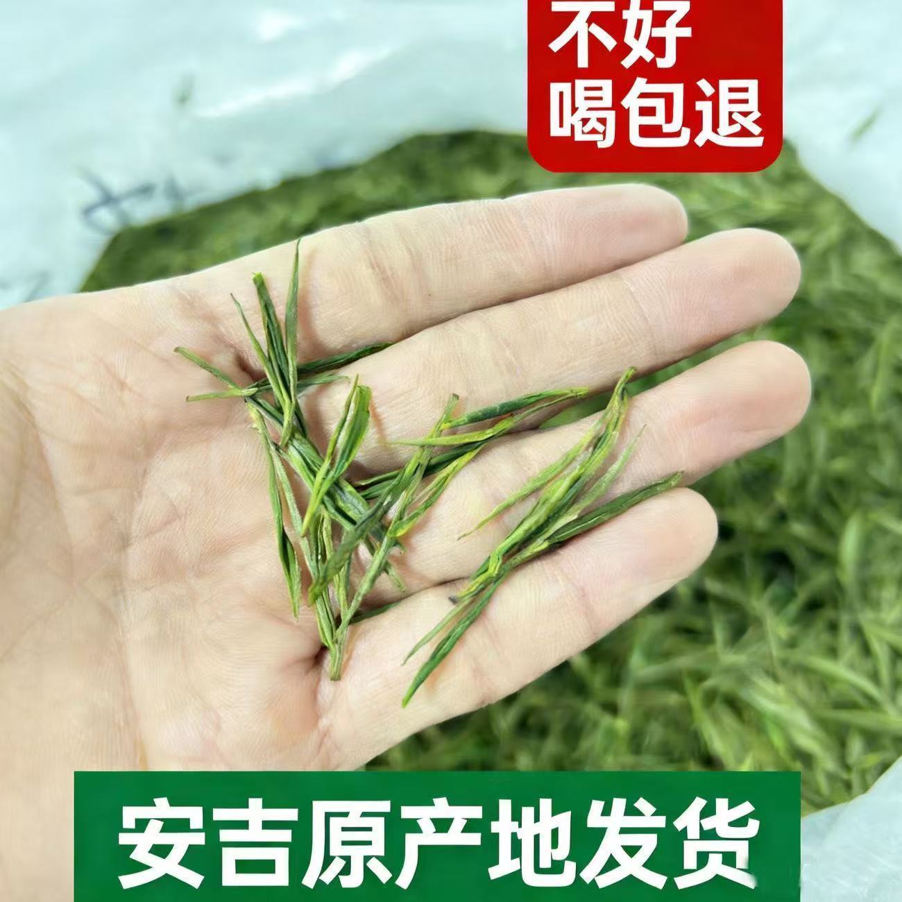 安吉明前白茶2026新茶头采一芽一叶 清香型高山绿茶 罐装茶叶礼盒