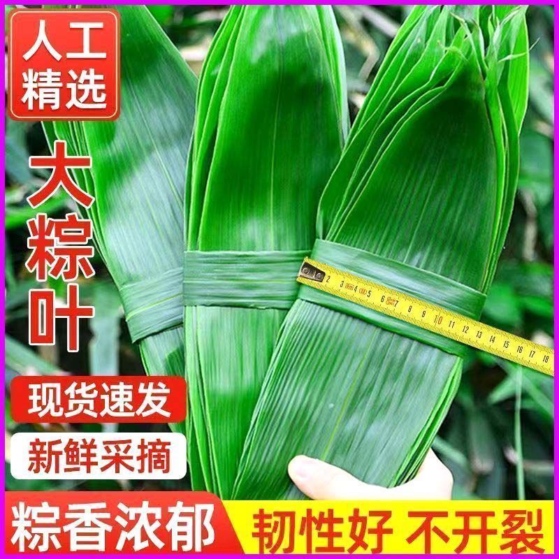 新鲜粽叶100片新鲜粽子叶纯野生箬叶包粽子竹叶廖叶真空包装批发