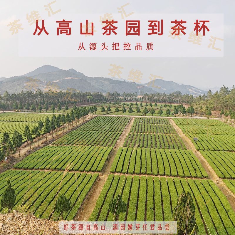 特级浓香型茉莉花茶飘雪2026新茶嫩芽广西横县川派高山口粮茶养生 图片 2