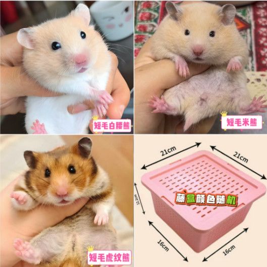 【累计销量300万件！】仓鼠行动五香烤花生香酥脱油解馋追剧零食炒货