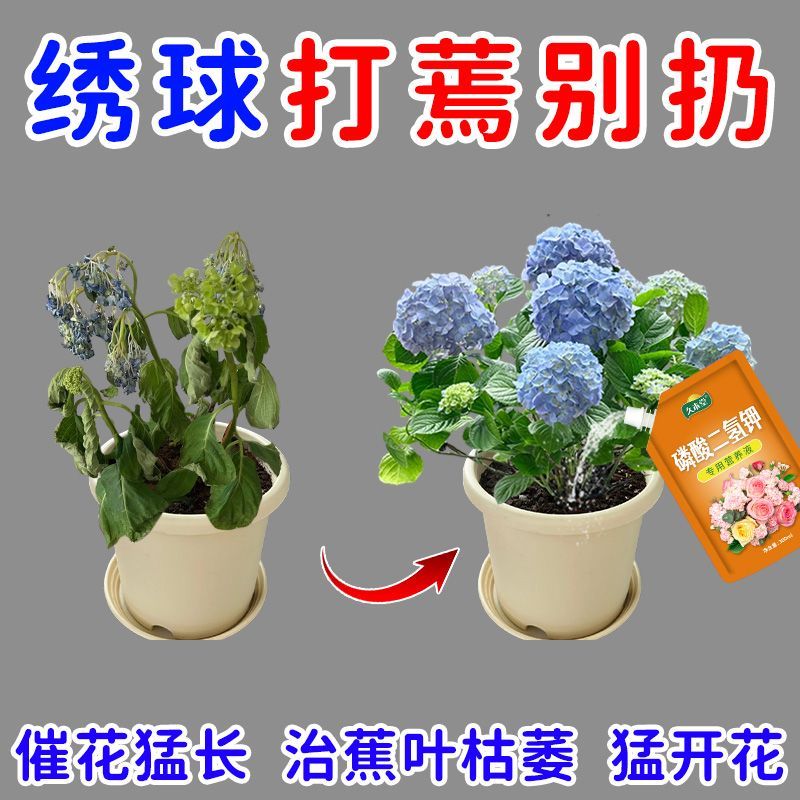 绣球专用营养液绣球花专用肥防黄叶长新芽花爆盆绣球专用肥料
