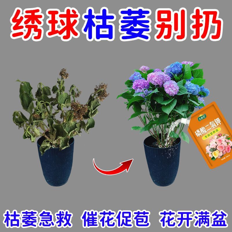 急救绣球花营养液防闷根打蔫焦叶不开花促绿催开花专用肥