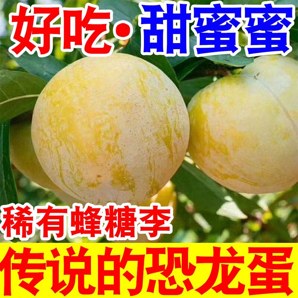 爆甜正宗黄金蜂糖李当季新鲜水果四川脆甜脱骨李冰糖李蜂蜜李
