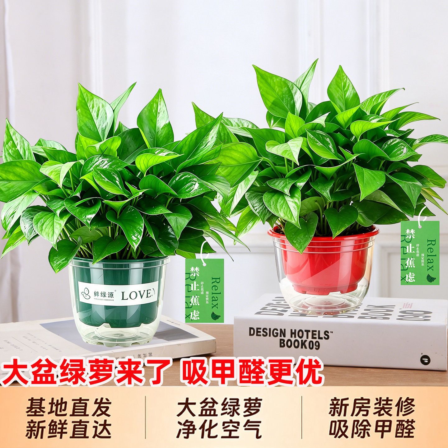 新房绿萝盆栽室内客厅绿植花卉净化空气长藤绿箩植物室内吸附甲醛