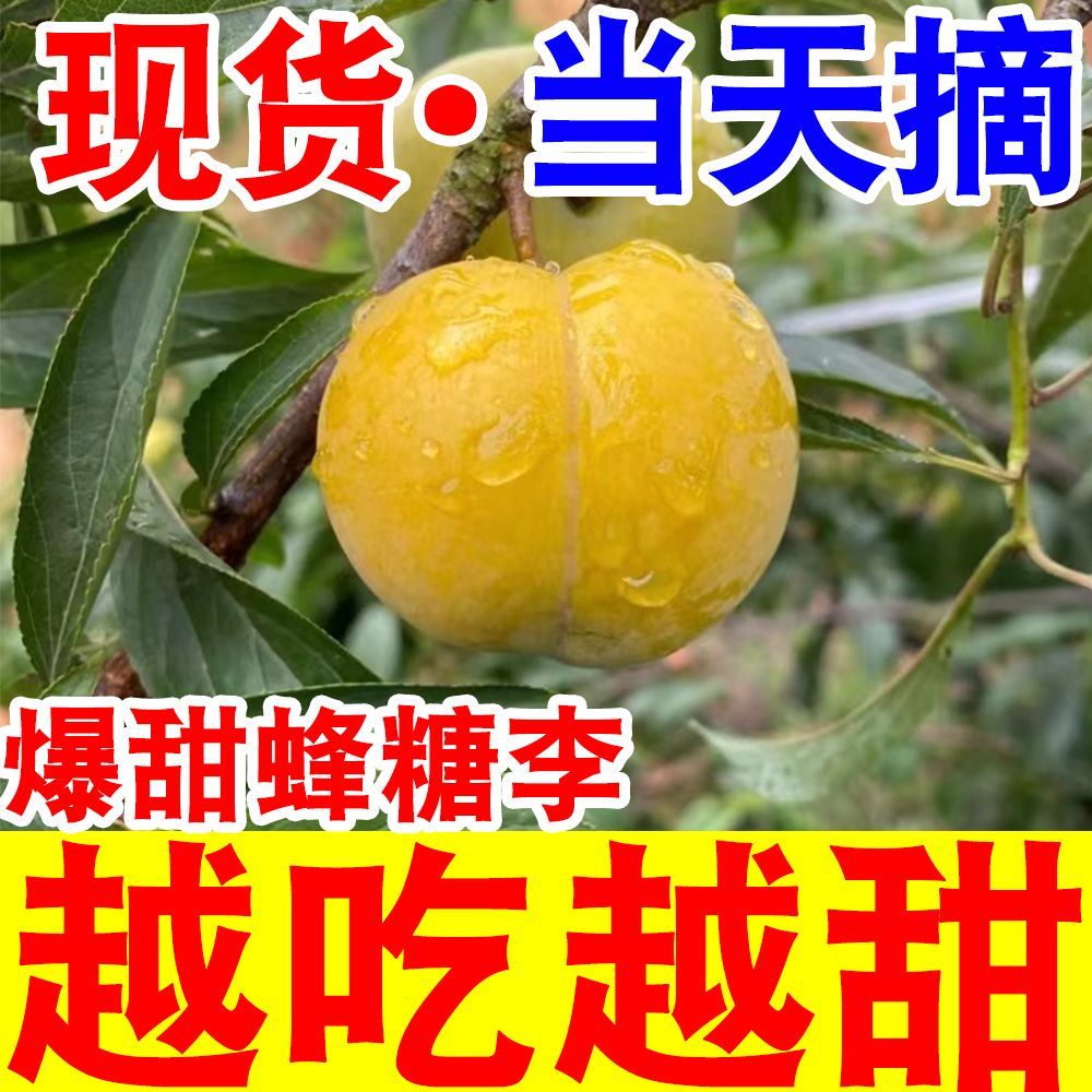 正宗超甜黄金蜂糖李子脱骨李当季新鲜水果冰糖李子脆甜整箱批发 图片 3