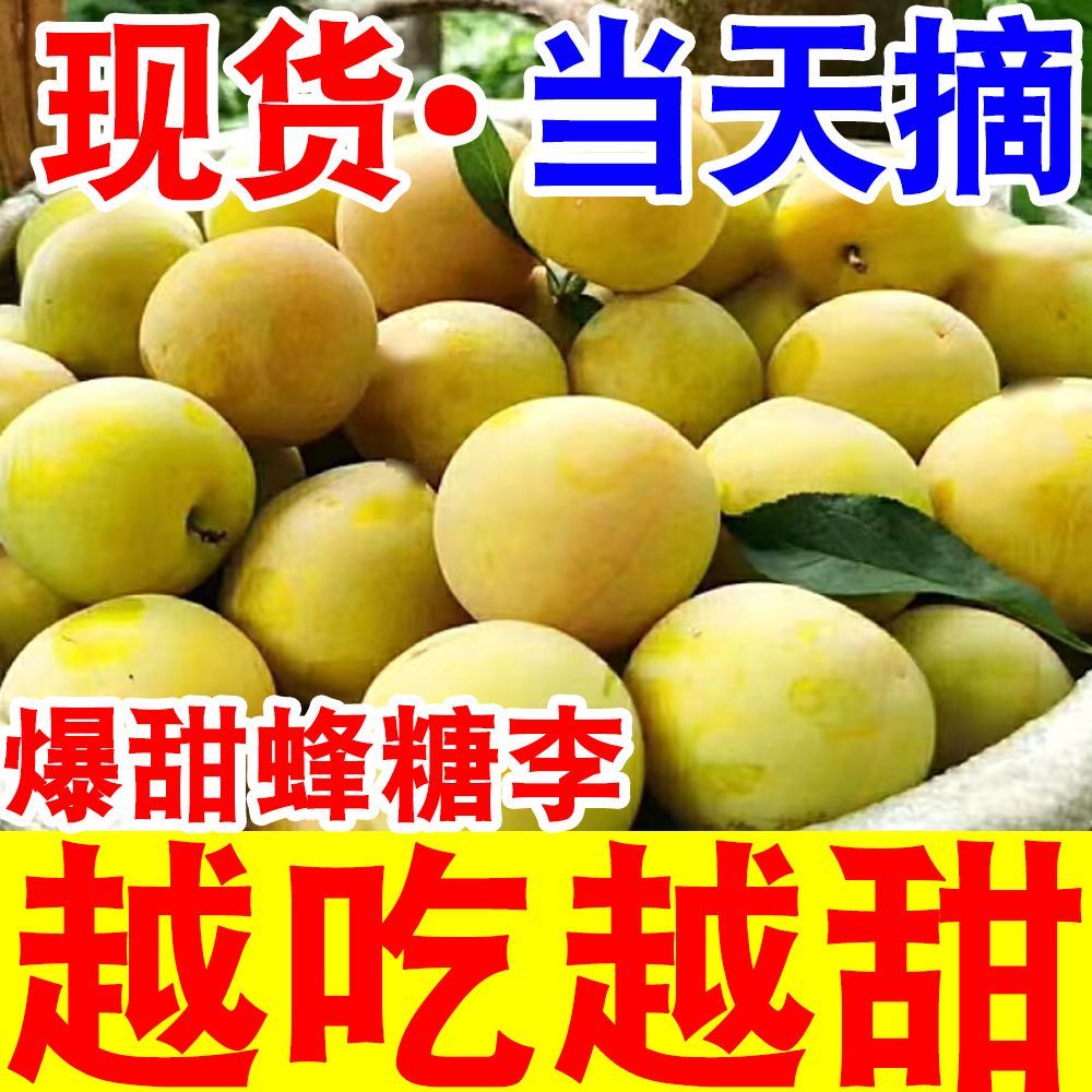 正宗超甜黄金蜂糖李子脱骨李当季新鲜水果冰糖李子脆甜整箱批发 图片 2