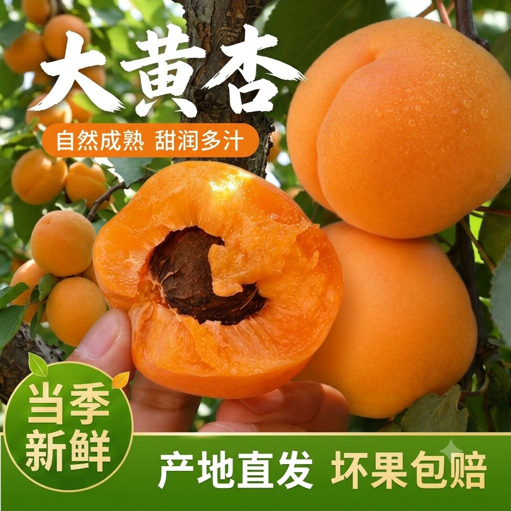 现货山东大黄杏孕妇水果现摘皮薄肉厚香甜爆汁杏子