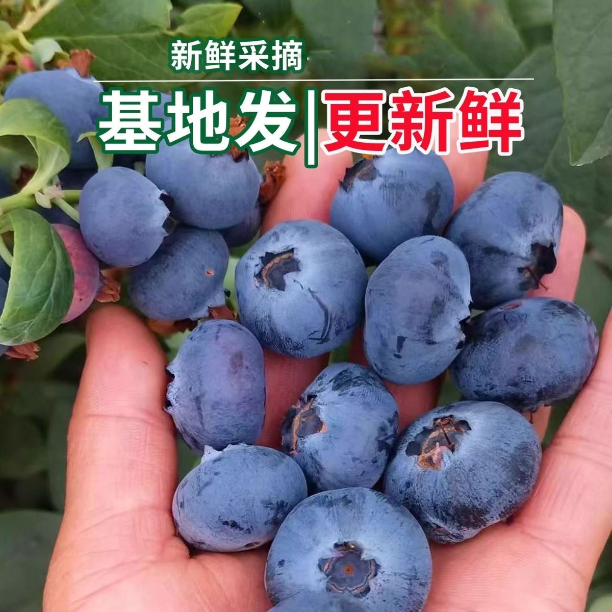 【JD速运】蓝莓鲜果酸甜孕妇宝宝果现摘蓝莓酸甜产地直发酸甜 图片 8