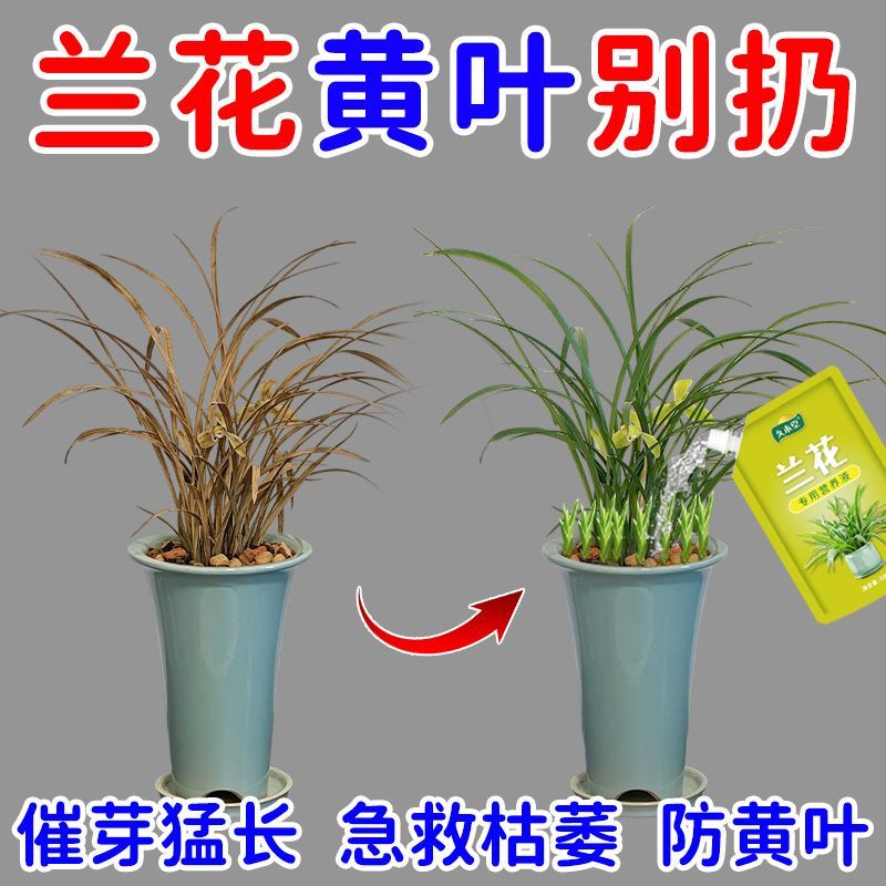 兰花专用营养液室内蝴蝶兰墨兰君子兰液体肥兰科植物防黄叶通用肥