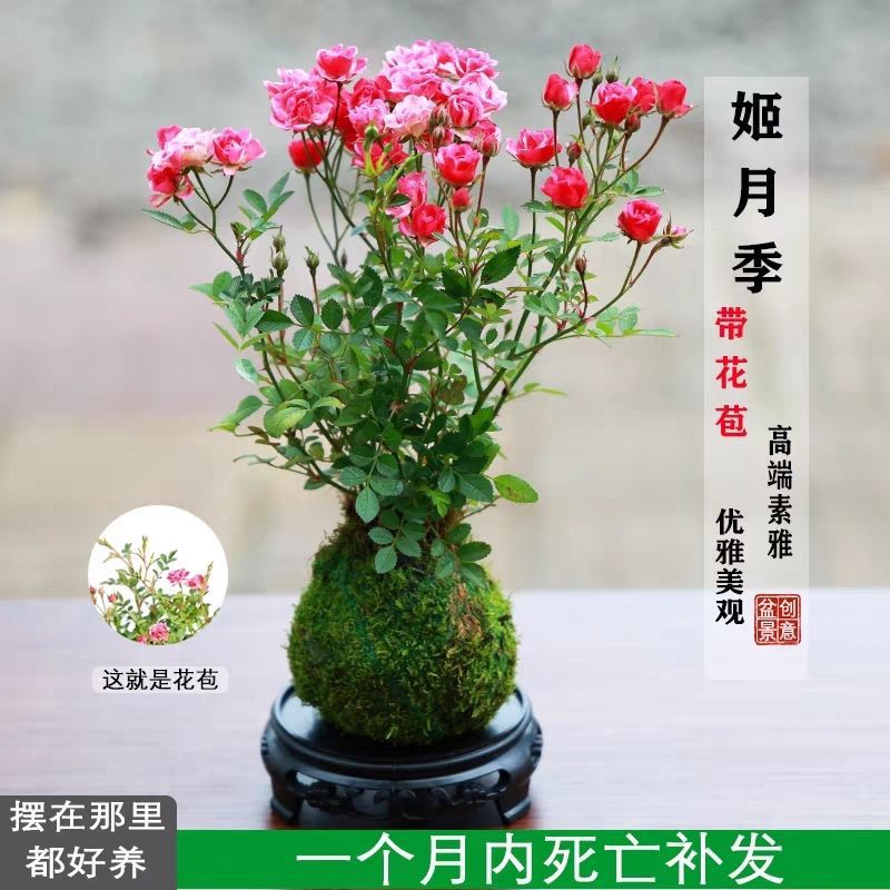 带花苞水培超微月季开花迷你桌面盆栽净化空气四季室内外阳台