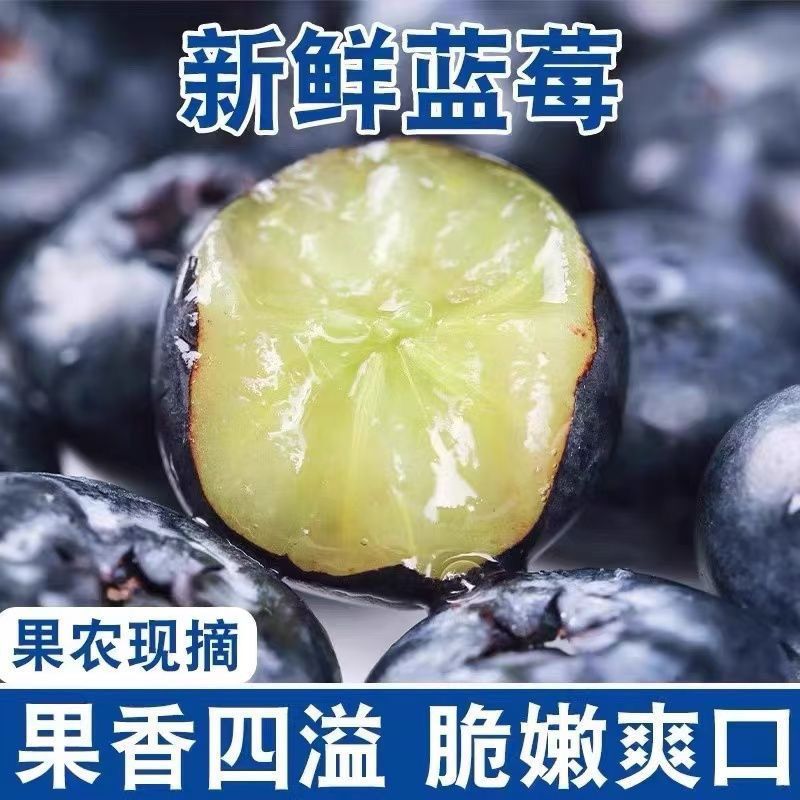 【JD速运】蓝莓鲜果酸甜孕妇宝宝果现摘蓝莓酸甜产地直发酸甜 图片 7
