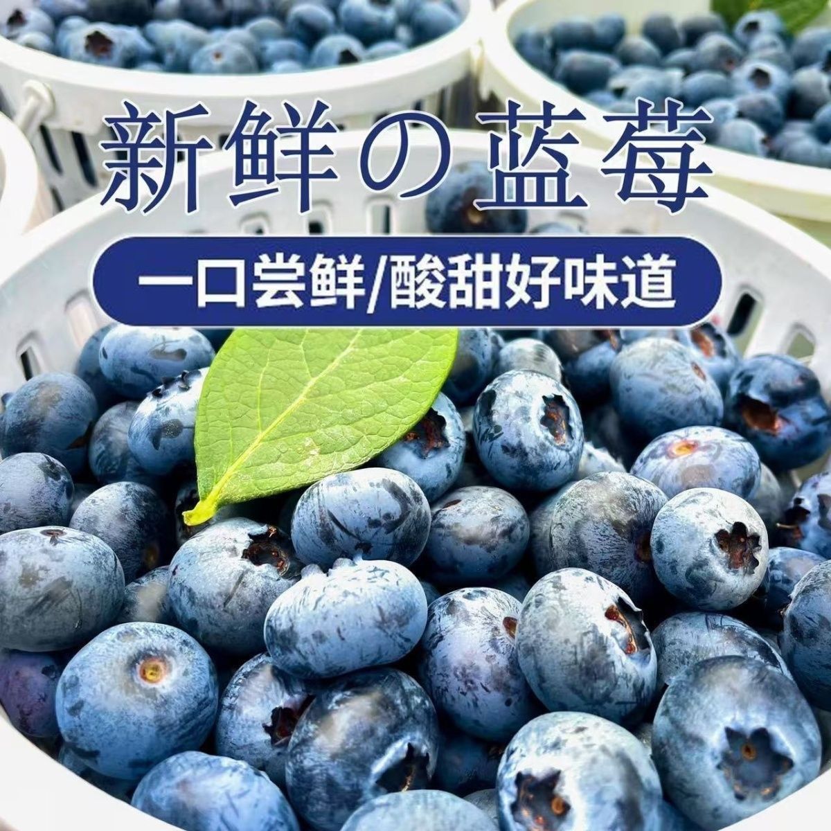 【JD速运】蓝莓鲜果酸甜孕妇宝宝果现摘蓝莓酸甜产地直发酸甜 图片 10