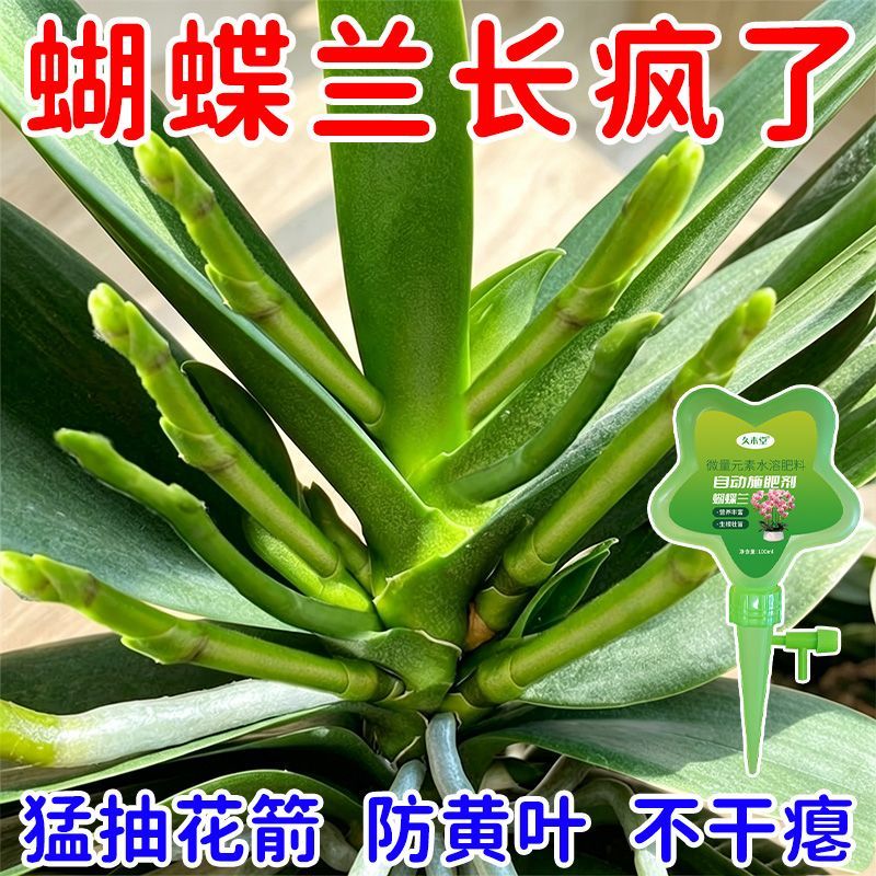 爆箭猛长蝴蝶兰营养液爆箭促开花烂根黄叶防害室内肥料新型肥