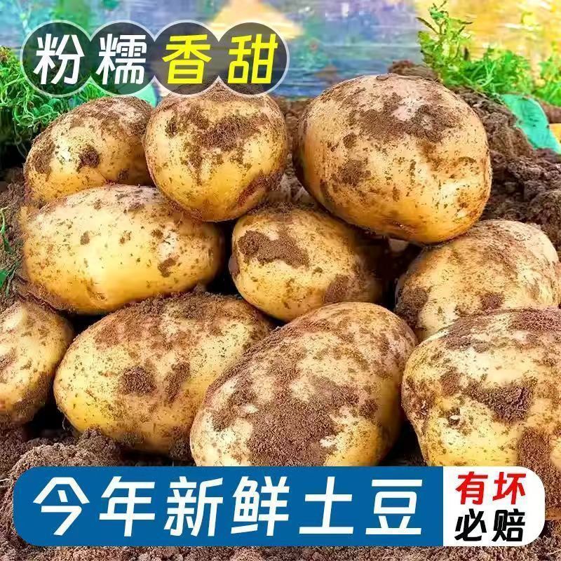 正品云南黄皮新土豆新鲜农家自种粉糯正宗黄心洋芋马铃薯产地直发