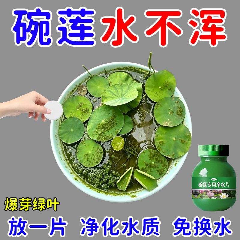 碗莲专用净水片高效养花净化水质净水片荷花净水荷花缸驱虫不臭水 图片 3