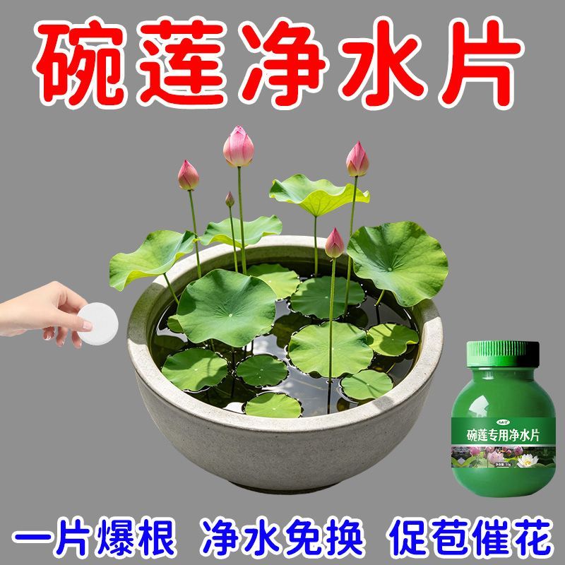 碗莲专用净水片高效养花净化水质净水片荷花净水荷花缸驱虫不臭水 图片 4