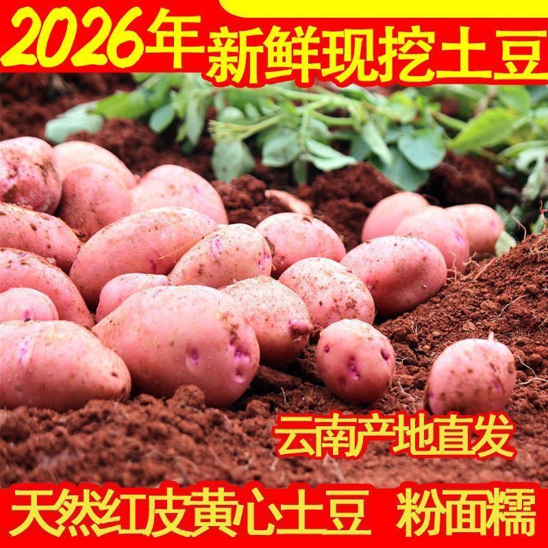 2026年云南高原新鲜现挖红皮黄心土豆5斤洋芋马铃薯火锅食材