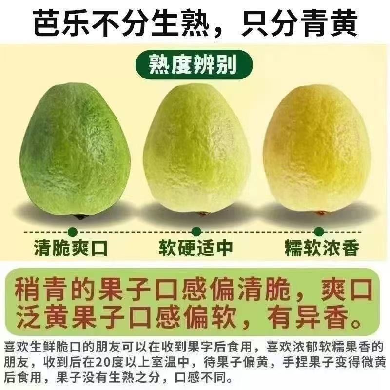 广西产地红心芭乐 清脆爽口低糖低卡 产地直发 送酸梅粉 图片 7