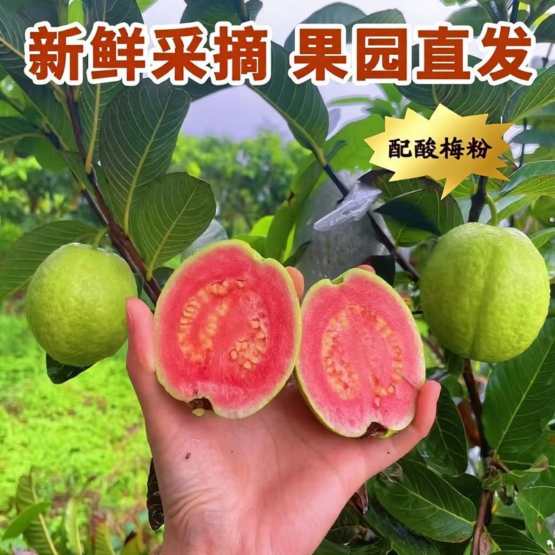 广西产地红心芭乐 清脆爽口低糖低卡 产地直发 送酸梅粉 图片 6