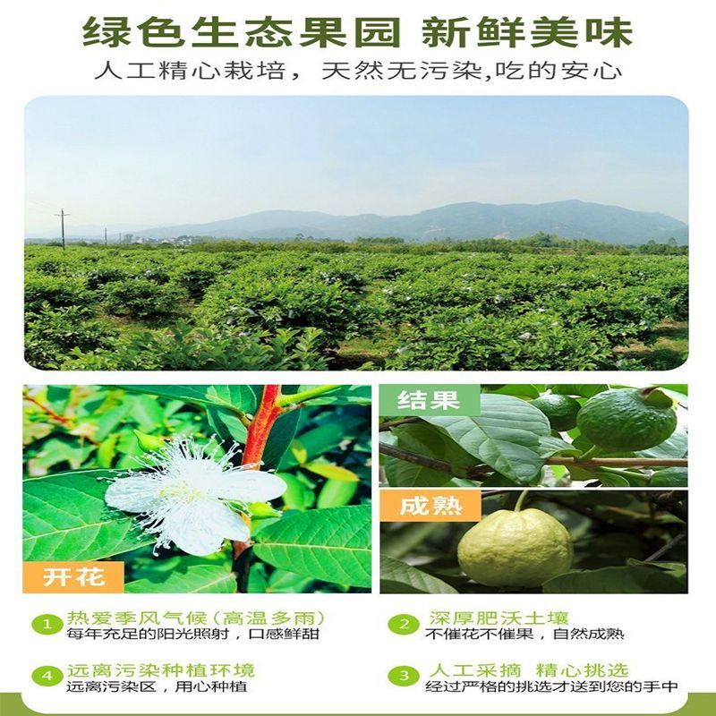 广西产地红心芭乐 清脆爽口低糖低卡 产地直发 送酸梅粉 图片 5