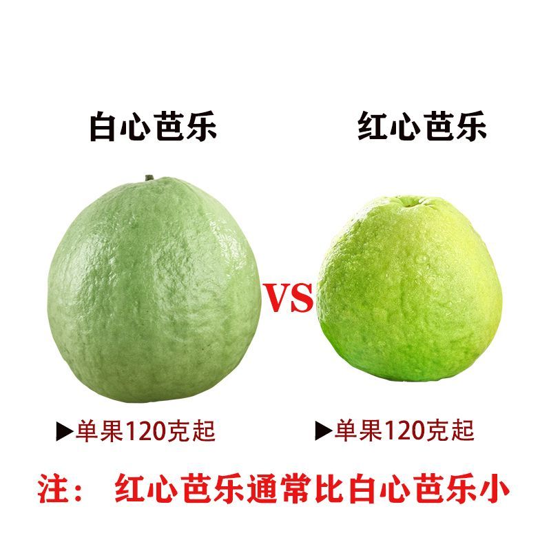 广西产地红心芭乐 清脆爽口低糖低卡 产地直发 送酸梅粉 图片 8
