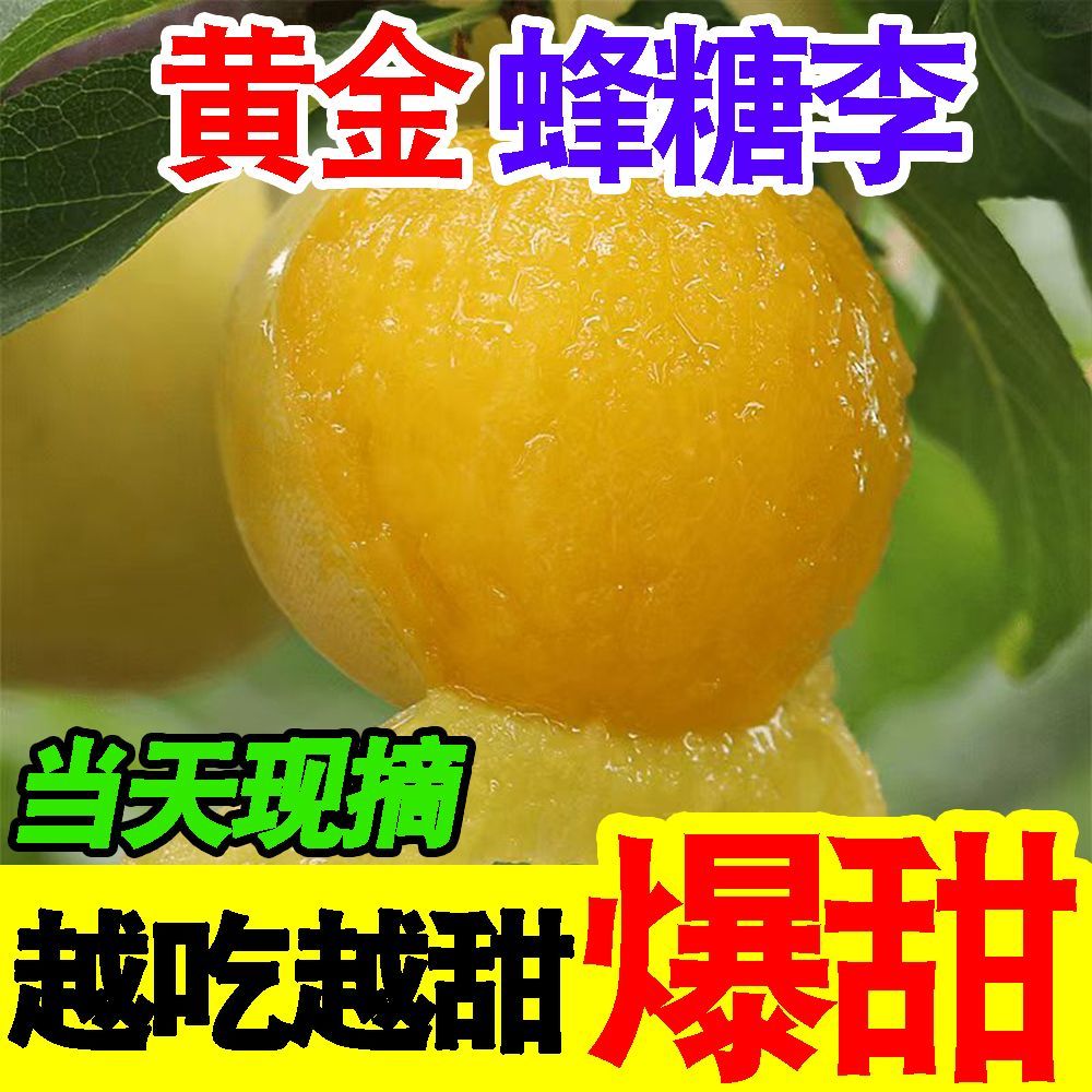 正宗贵州黄金蜂糖李当季新鲜水果李子脆甜脱骨李蜂蜜李一整箱