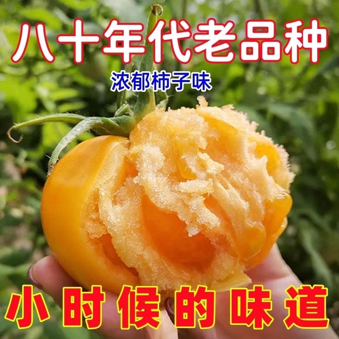 老农自种黄色西红柿甘肃古浪八步沙黄西红柿黄色水果沙瓤西红柿 图片 3