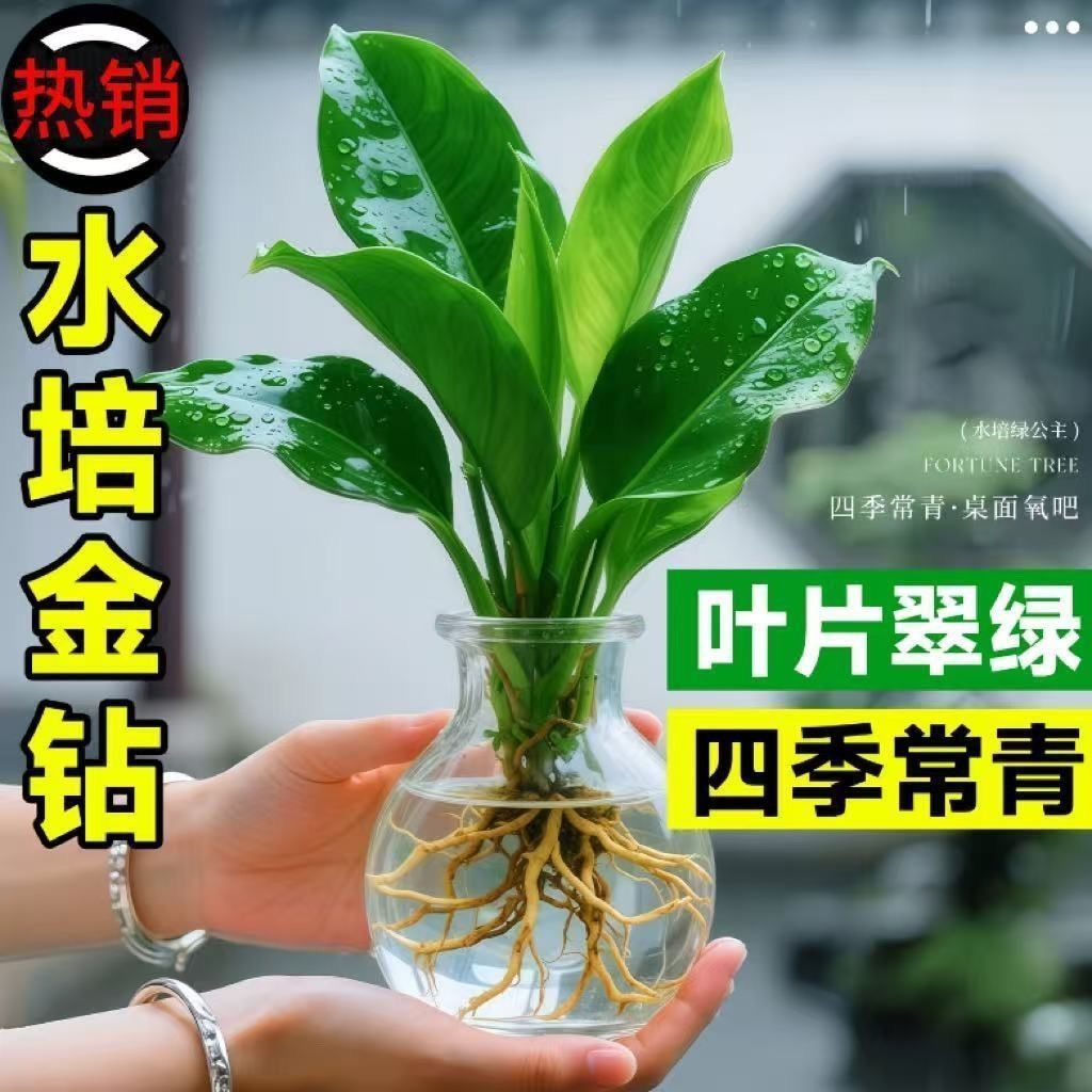 招财大叶金钻盆栽绿公主室内水培绿植办公室客厅四季常青吸甲醛 图片 8