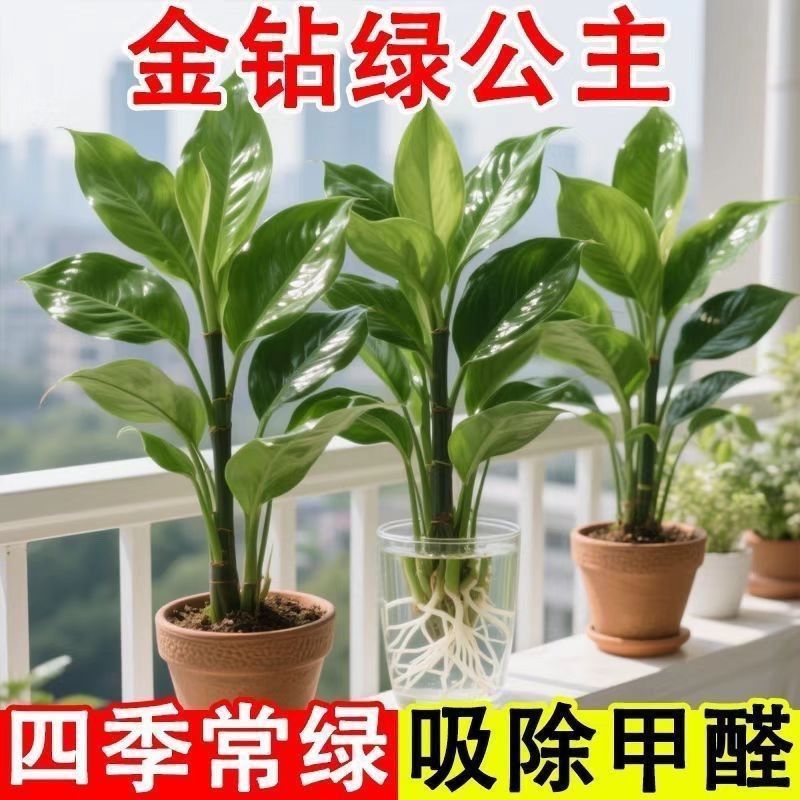 招财大叶金钻盆栽绿公主室内水培绿植办公室客厅四季常青吸甲醛 图片 7