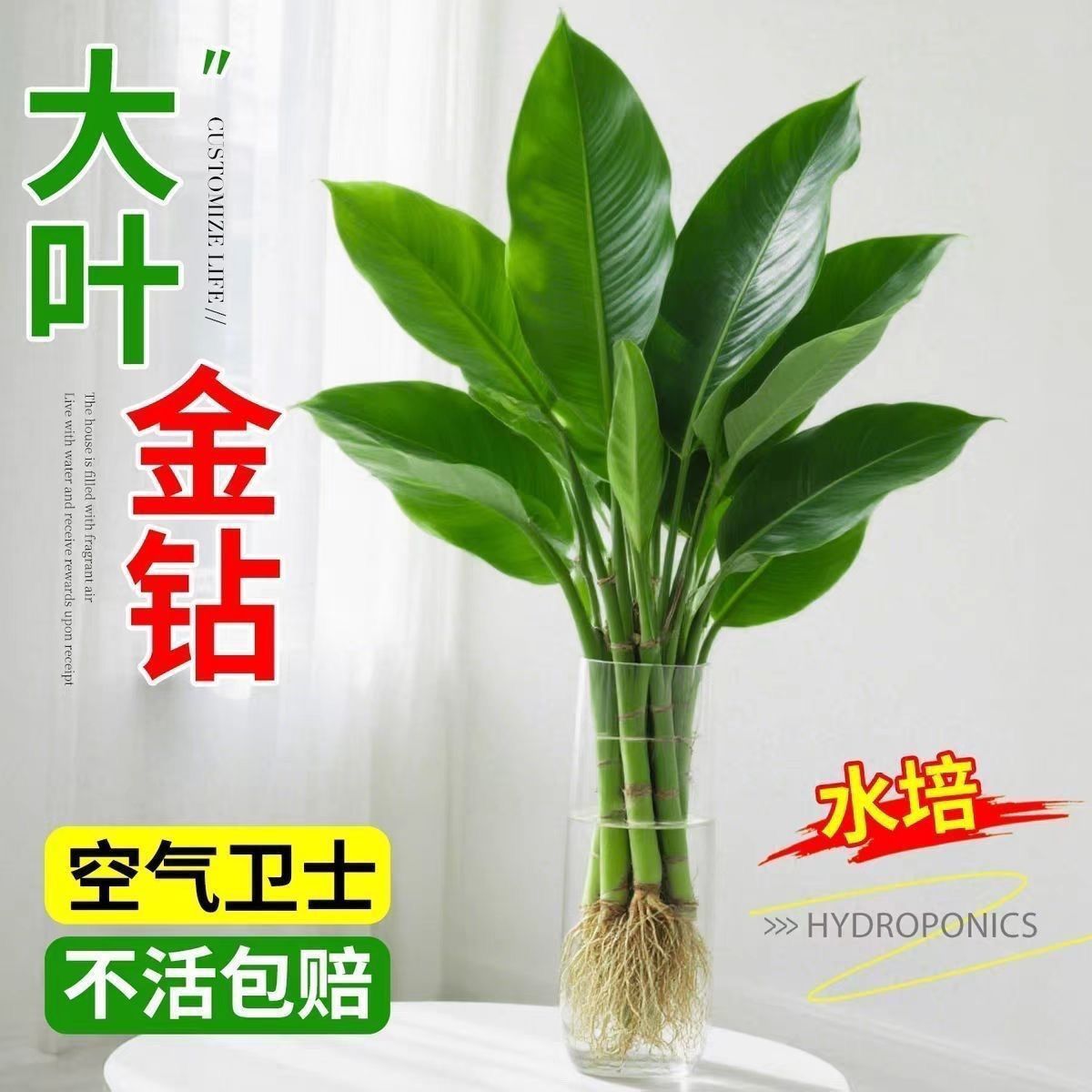 招财大叶金钻盆栽绿公主室内水培绿植办公室客厅四季常青吸甲醛 图片 9