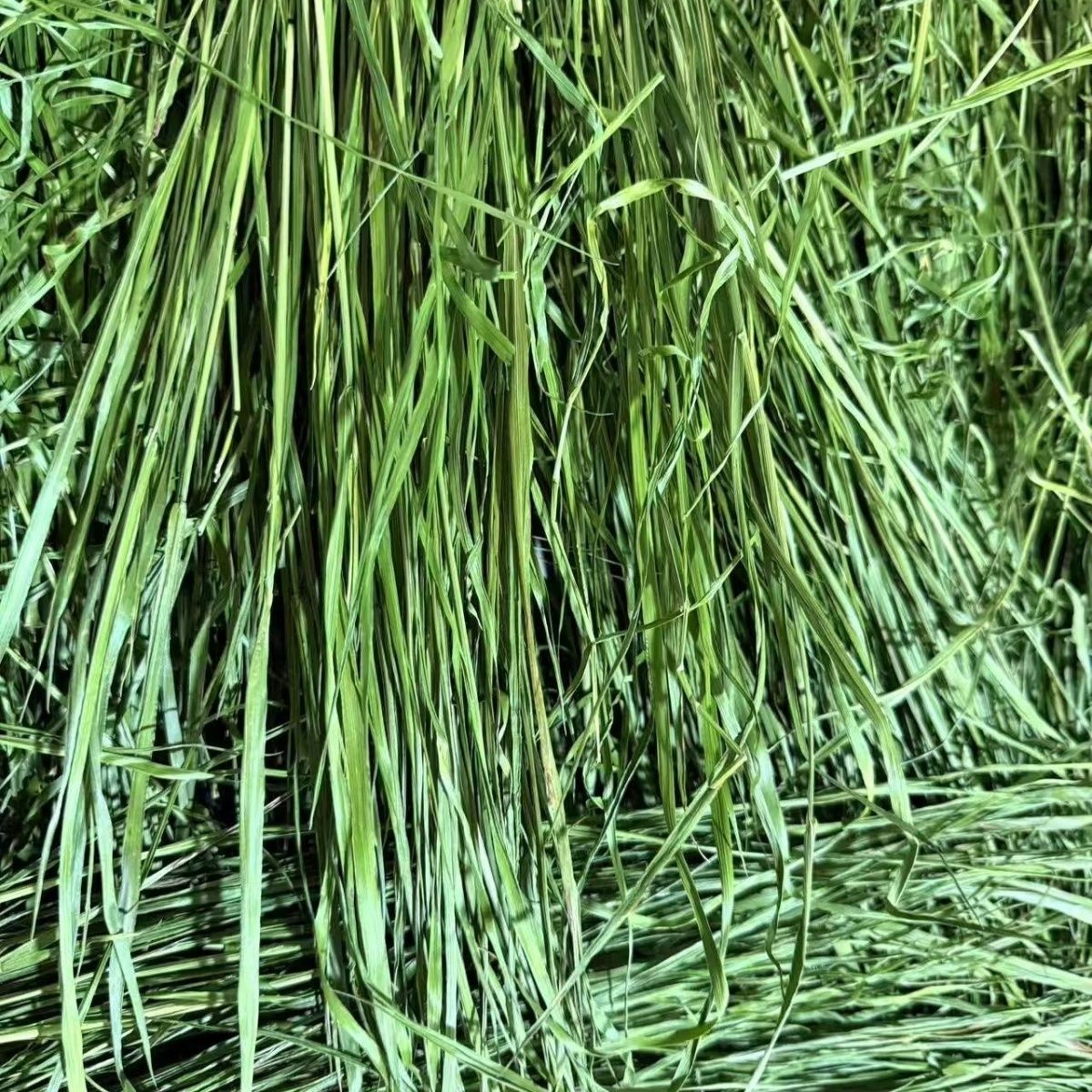 26年烘干头茬提摩西草段兔兔龙猫荷兰猪干草一袋一斤装2斤36包邮