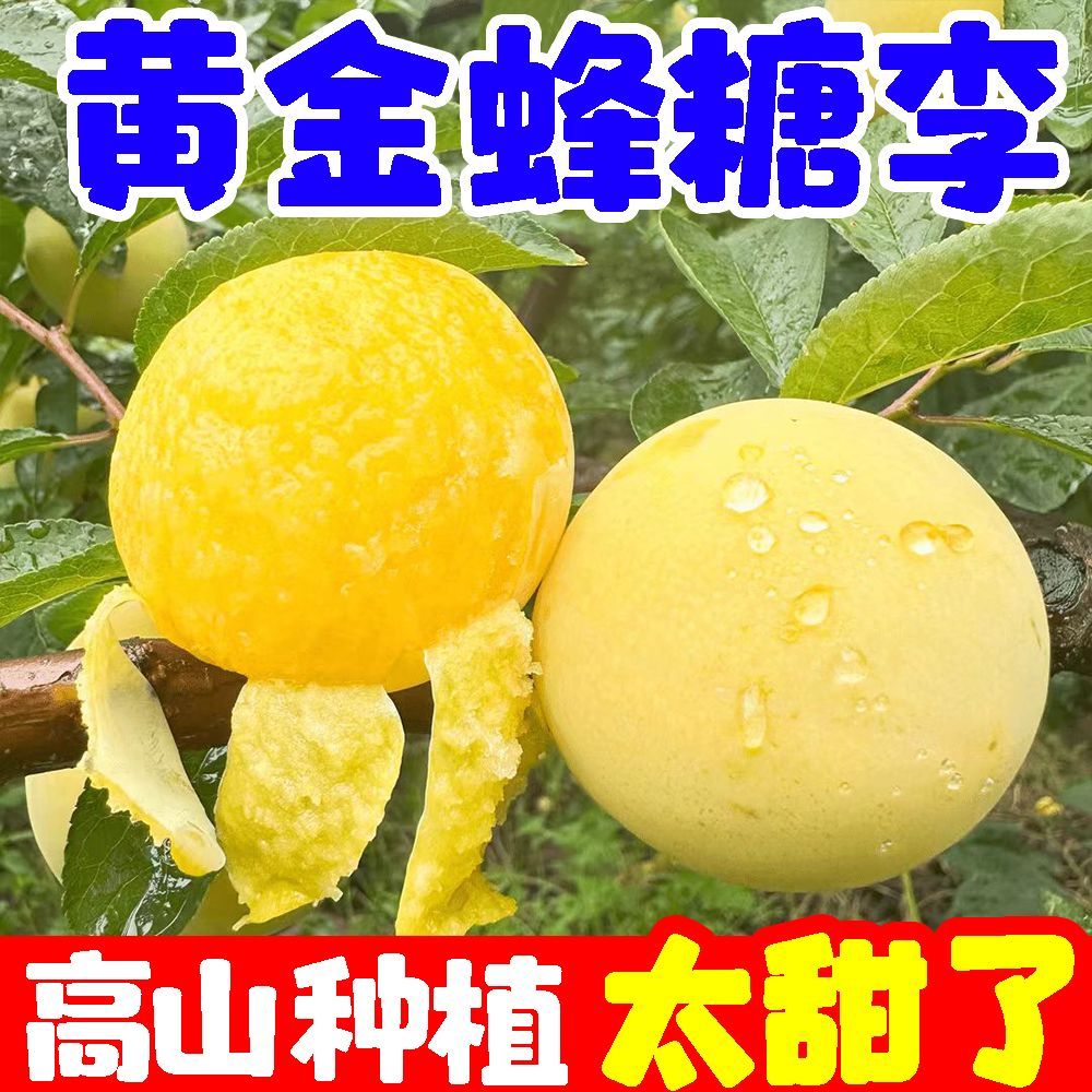 正宗四川黄金蜂糖李脆李超甜李子冰糖李当季新鲜水果桃花李批发
