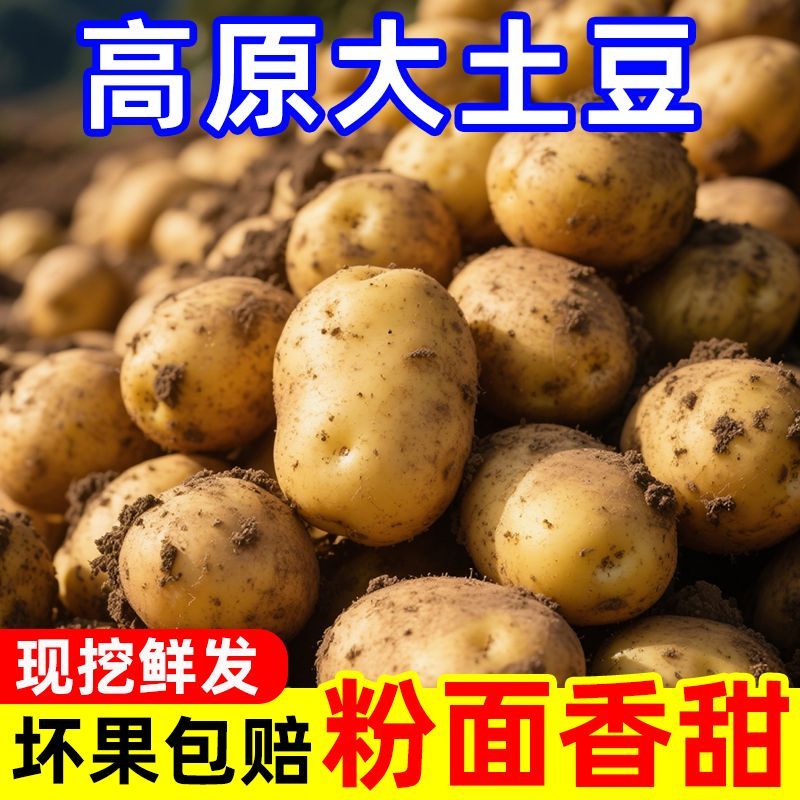 高原现挖新土豆正宗云南黄皮黄心土豆大个洋芋马铃薯粉面香甜蔬菜