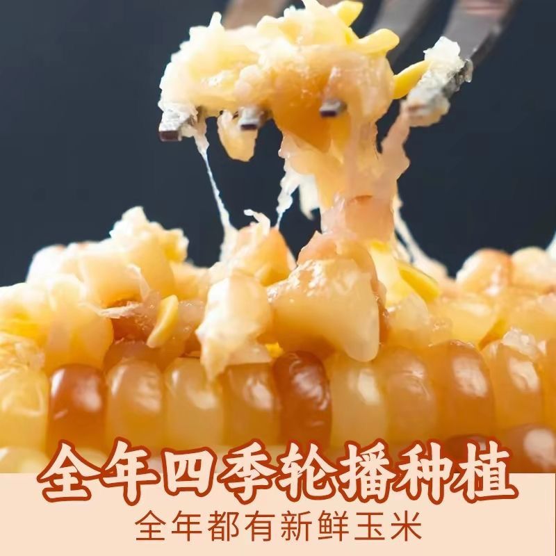 云南西双版纳小花糯玉米鲜甜糯玉米熟制苞米免煮速食早餐低脂主食