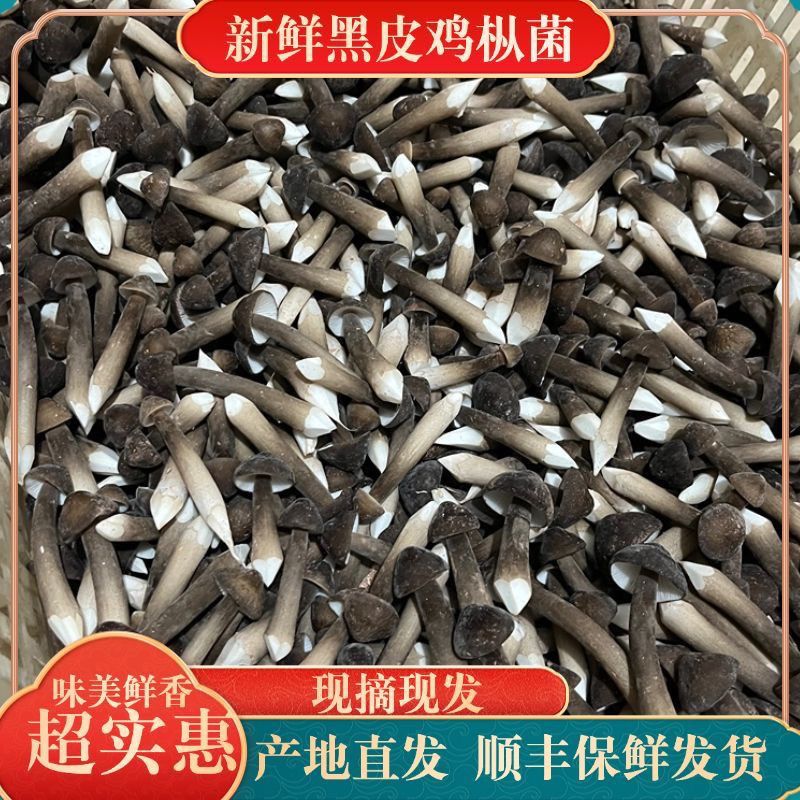 20斤3级新鲜黑皮鸡枞菌农家火锅煲汤蒸鸡黄焖鸡米线餐饮批发商用