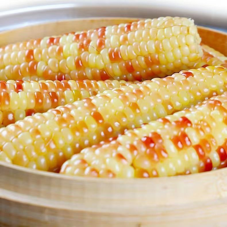 云南西双版纳小花糯玉米鲜甜糯玉米熟制苞米免煮速食早餐低脂主食
