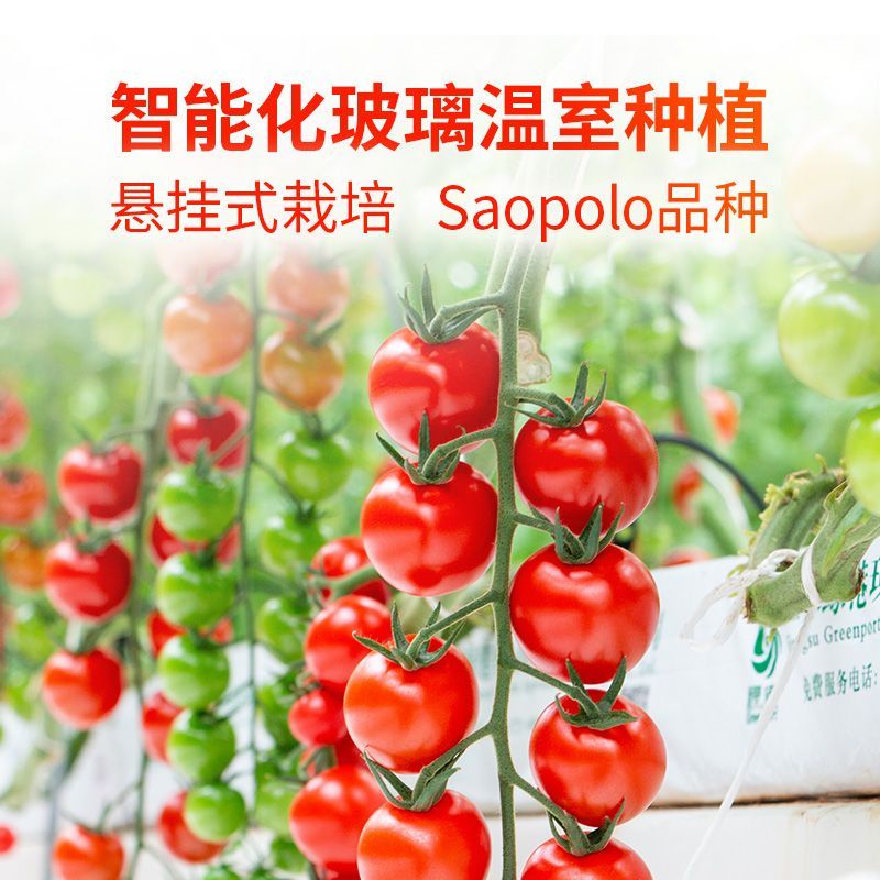 东方甄选串收小番茄(红色) 酸甜多汁 坏果包赔 图片 5